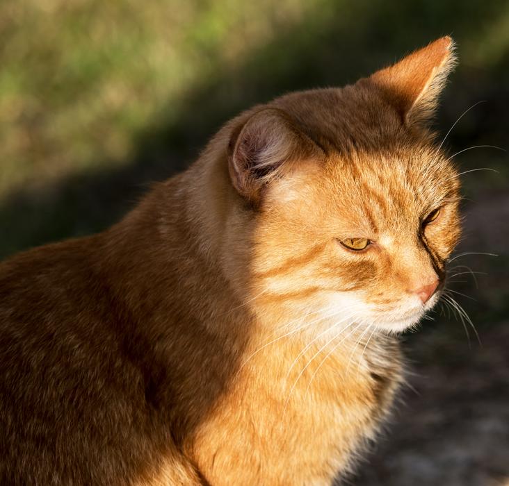 Domestic Mammal Cat