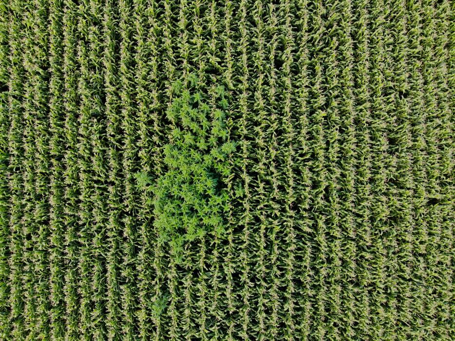 view of the cornfield from above