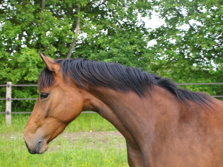 brown Horse Mane Animal