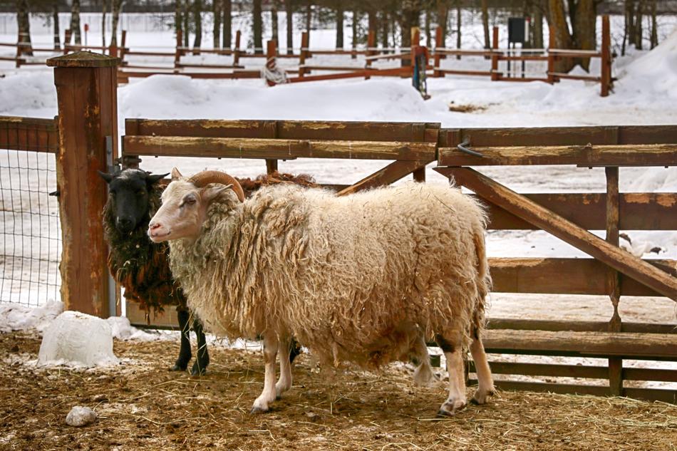 Farm Sheep