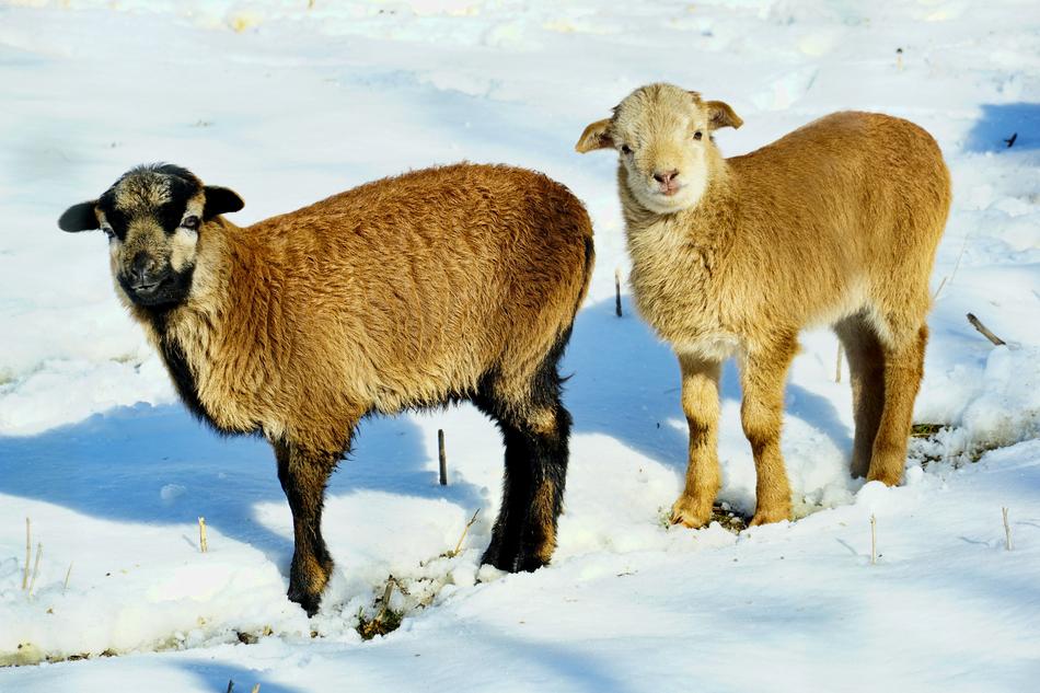 Mammal Goat Farm