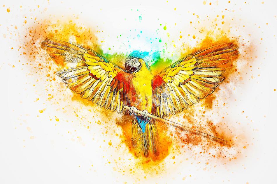 drawing of a colorful parrot with its wings open