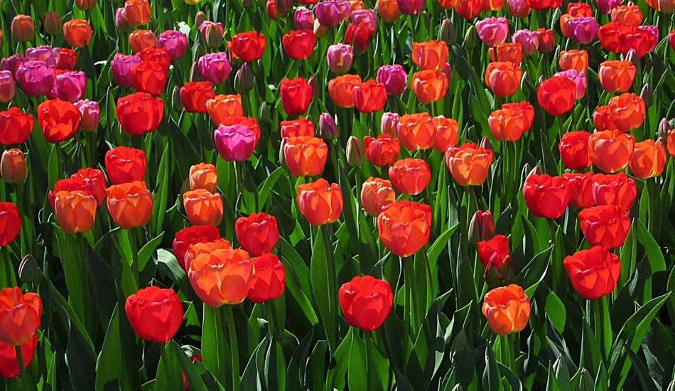 blooming beautiful field of flowers