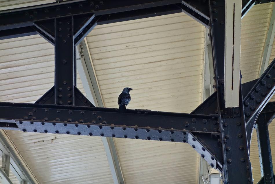 Eurasian Jackdaw, perched Bird beneath roofing