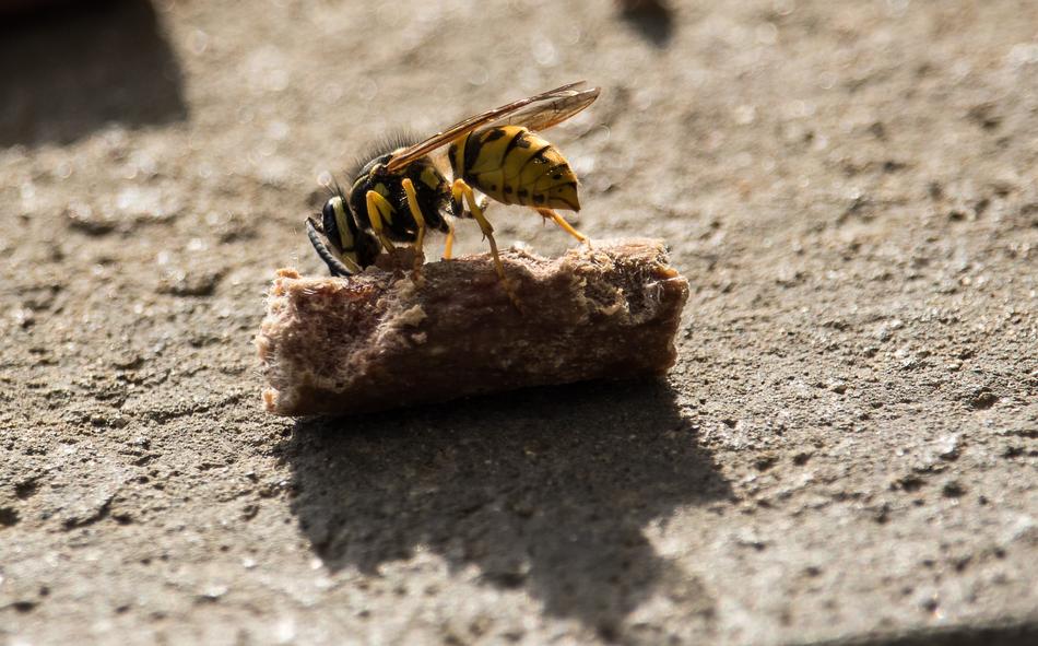 Wasp Insect Animal world