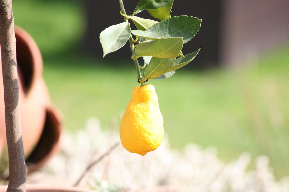ripe lemon on a branch in the garden