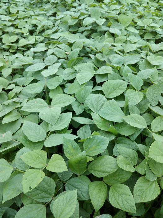 beautiful leaves in the garden