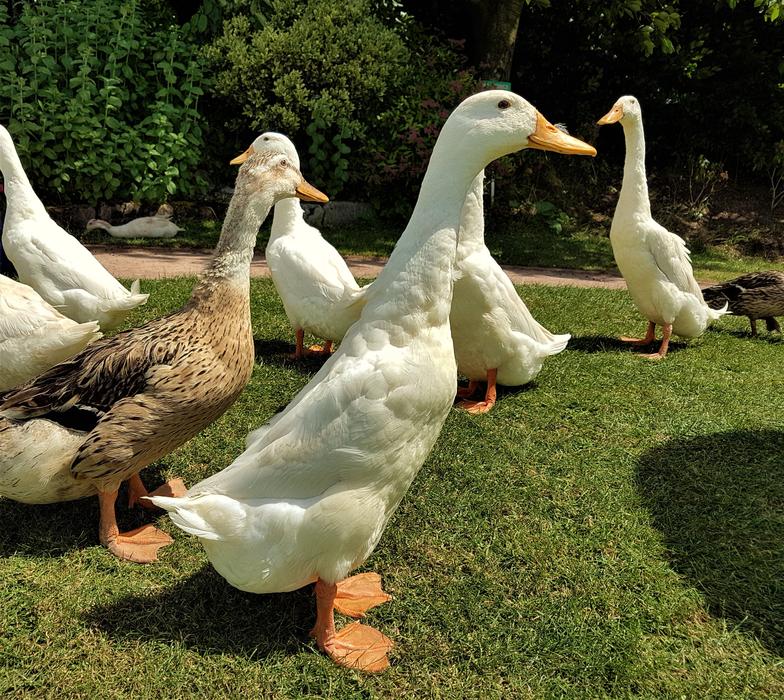 Walking ducks in a meadow