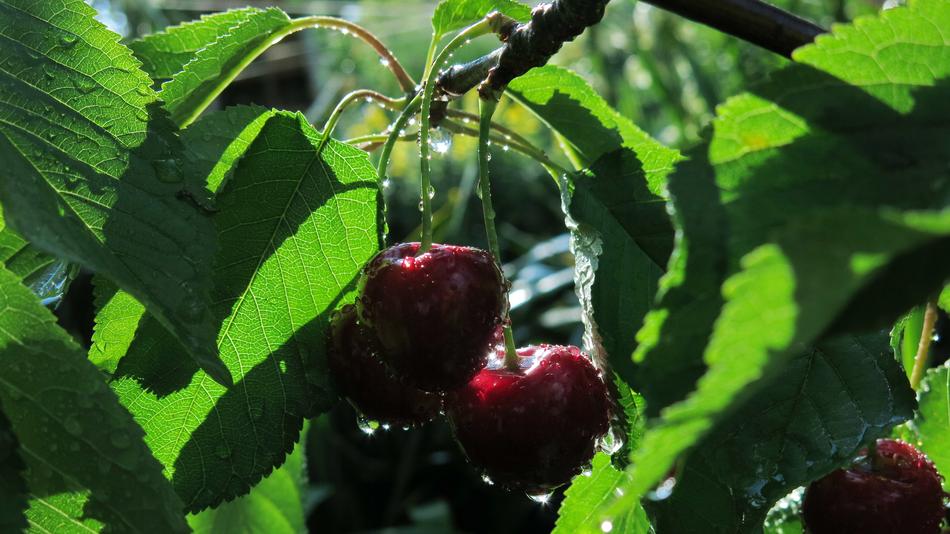wet berries on a tree