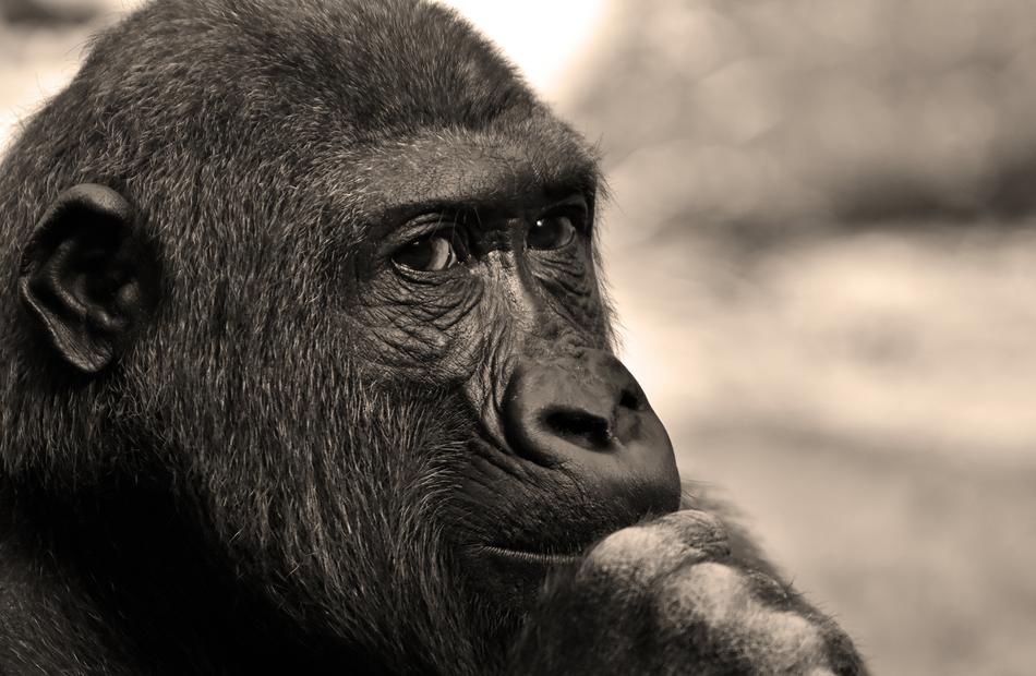 Gorilla Monkey Animal
