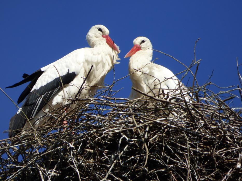 Stork Alsace France