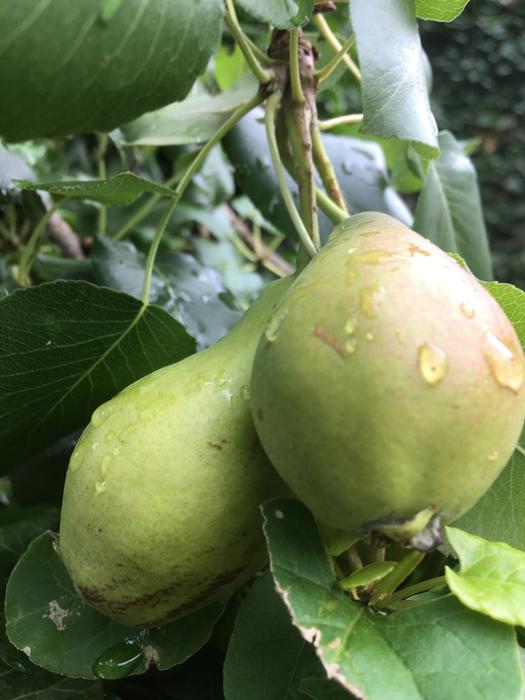 pears with water droplets
