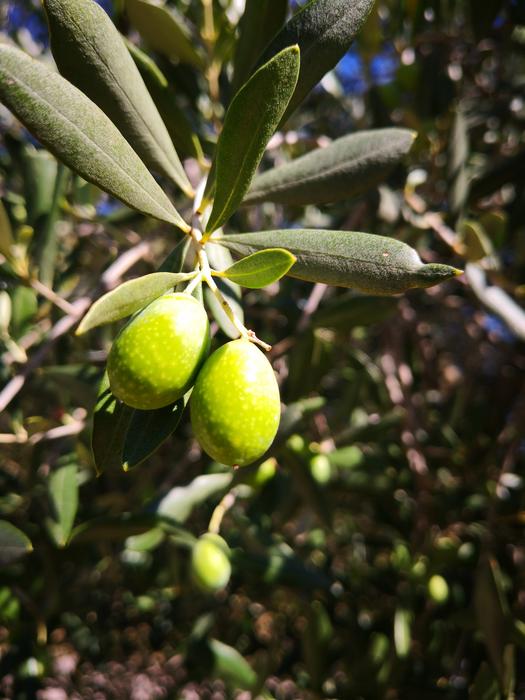 green tasty olives
