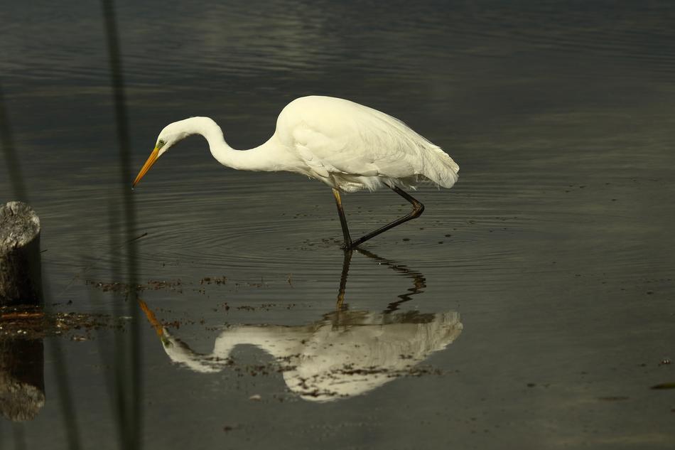 Natura Bird Water