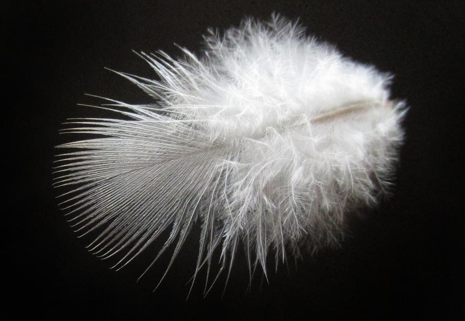 Feather Downy Bird