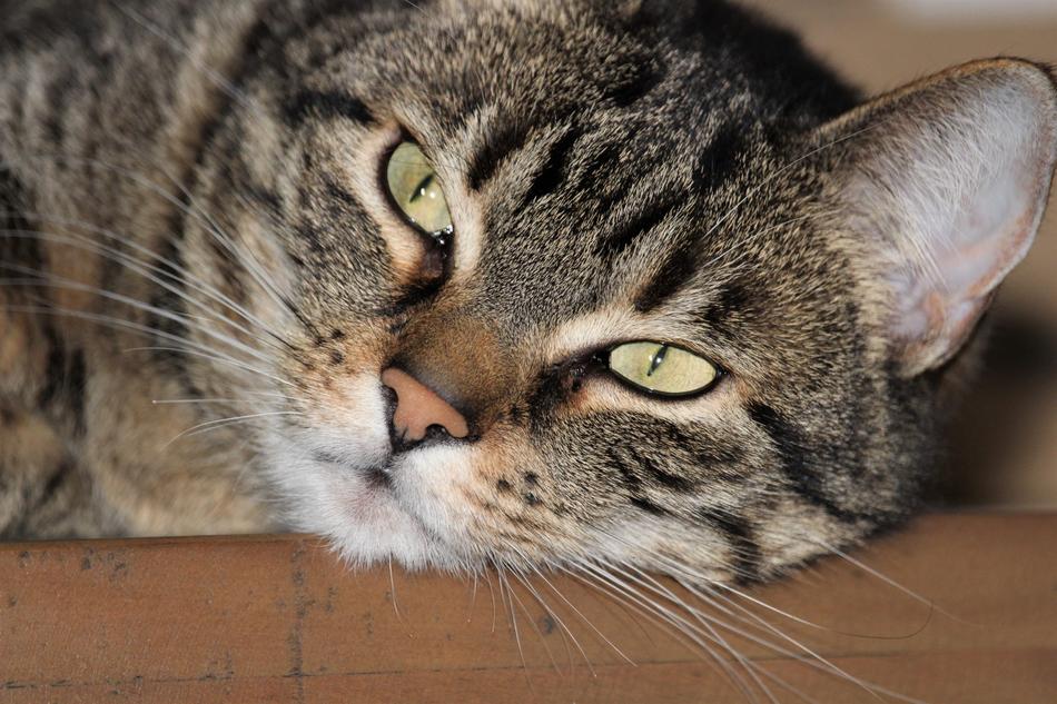 Sleeping cute cat with green eyes