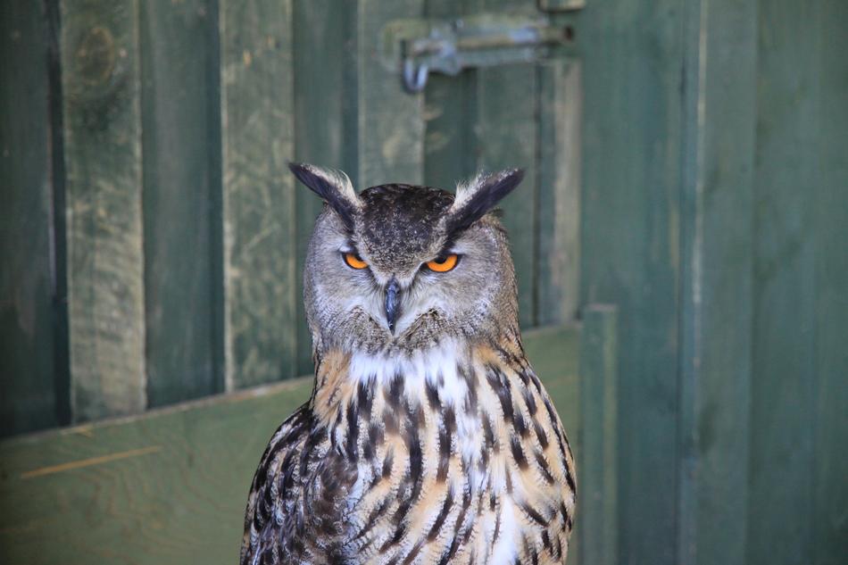 owl, night bird
