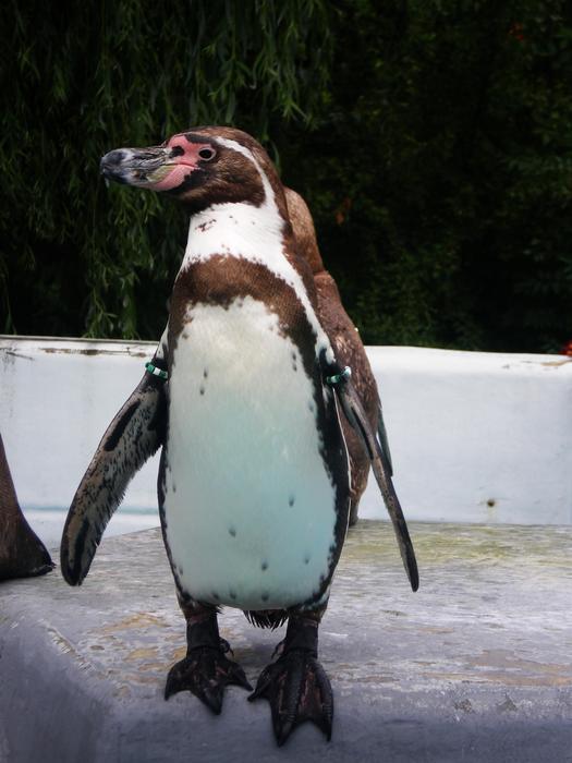 Bird Animal World