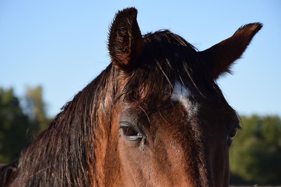 Animal Horse Eyes