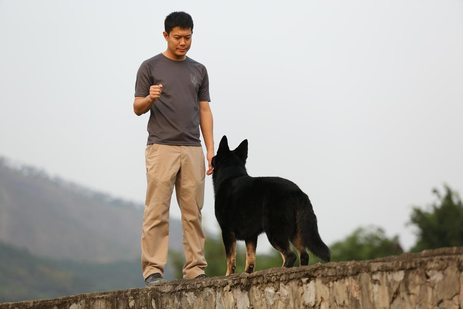 Shepherd Training Harmony