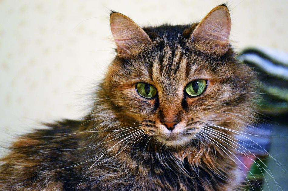 a beautiful cat with big eyes