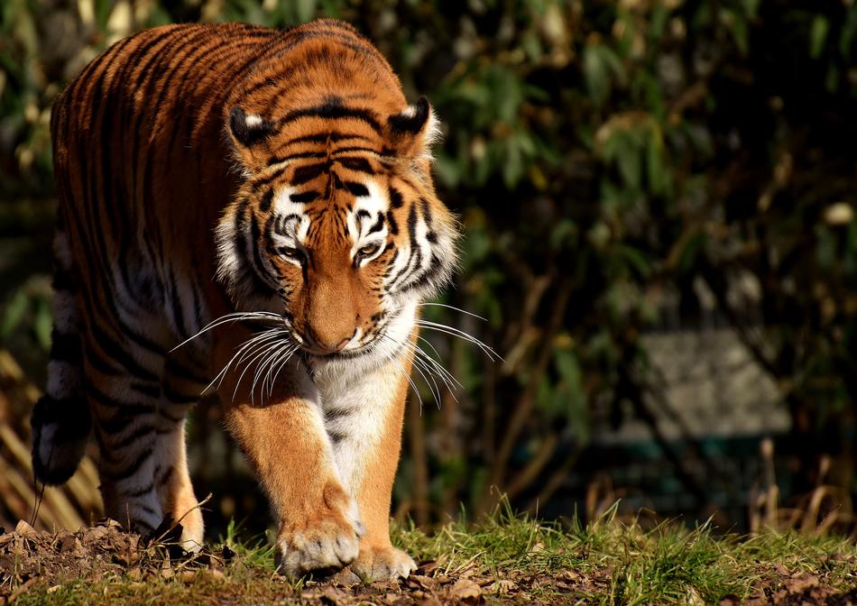 Tiger Big Cat Predator