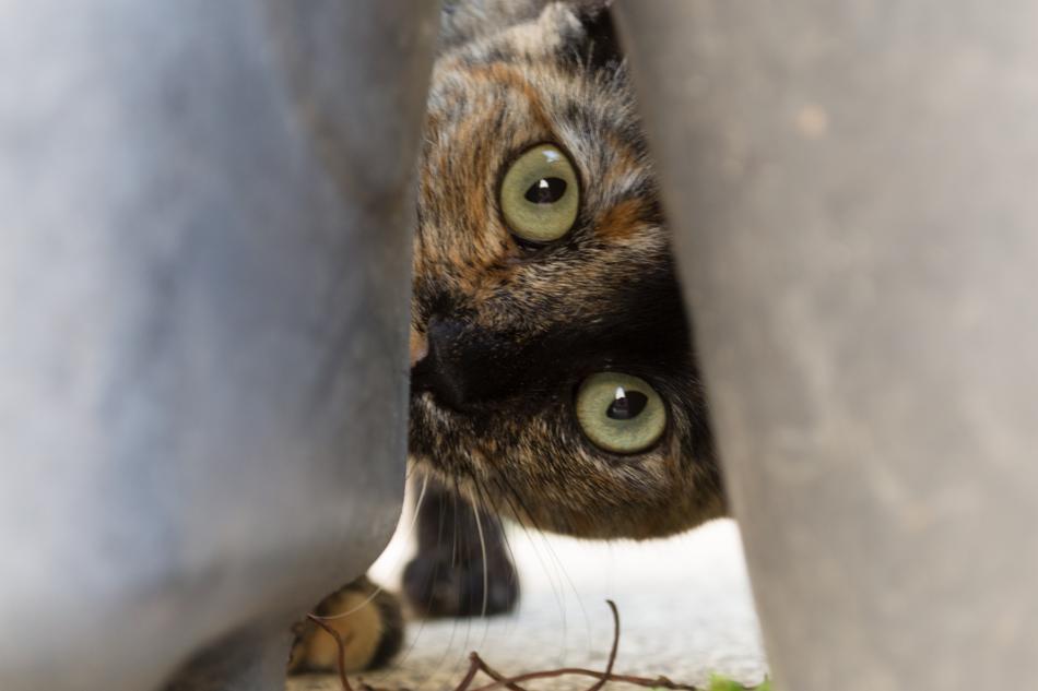 Cat Pet Animal