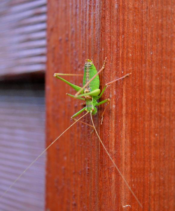 Close Up view of Green Grasshopper