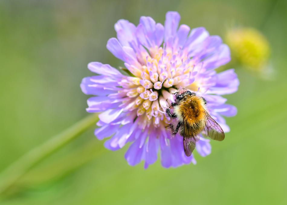 Bourdon Insect Forage