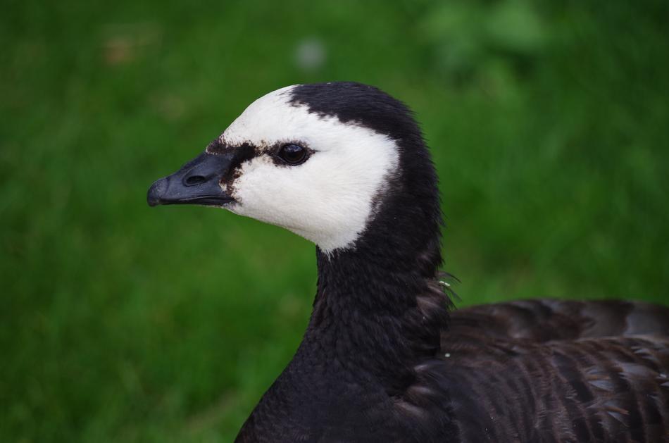 Farm Duck Animal