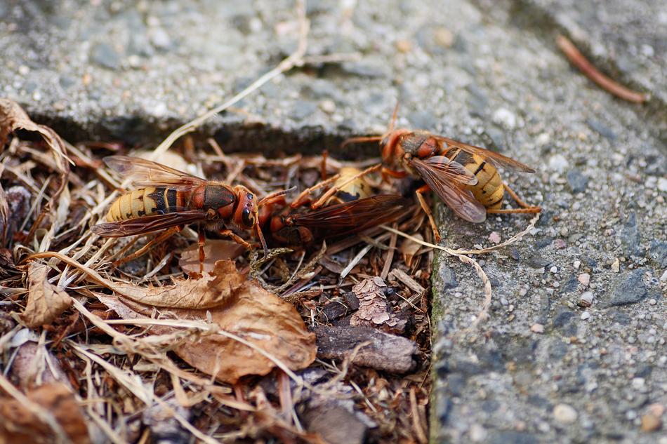 Hornets Insect Die Close