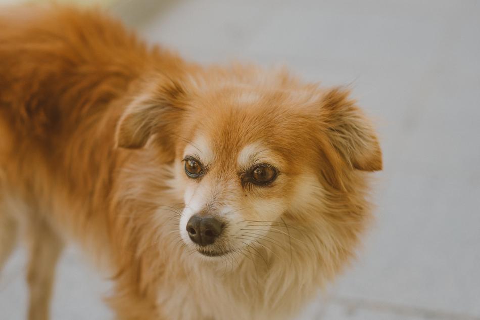 companion dog in brazil