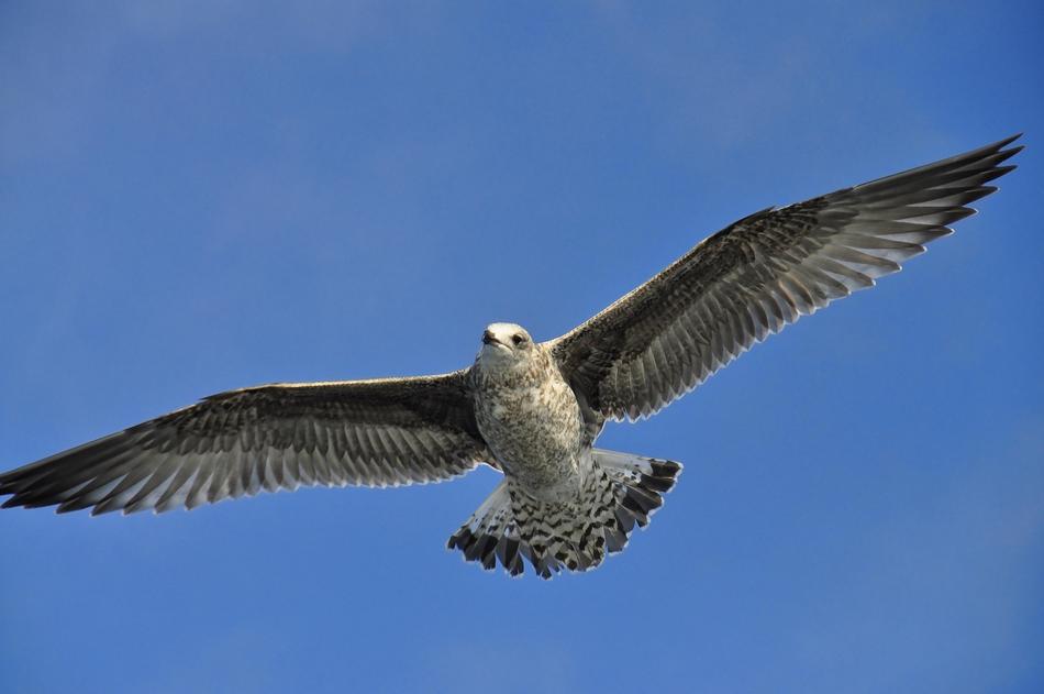 Seagull Flying sky wings