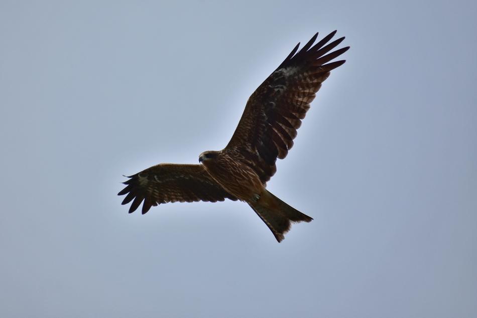 Animal Sky Bird Wild
