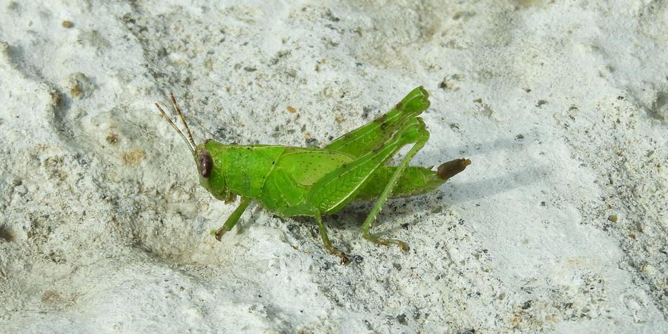 green grasshopper in the sand