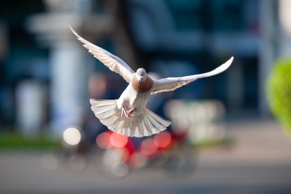 Bird Dove Flight
