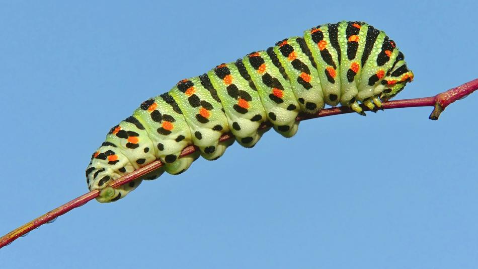 Caterpillar Insect