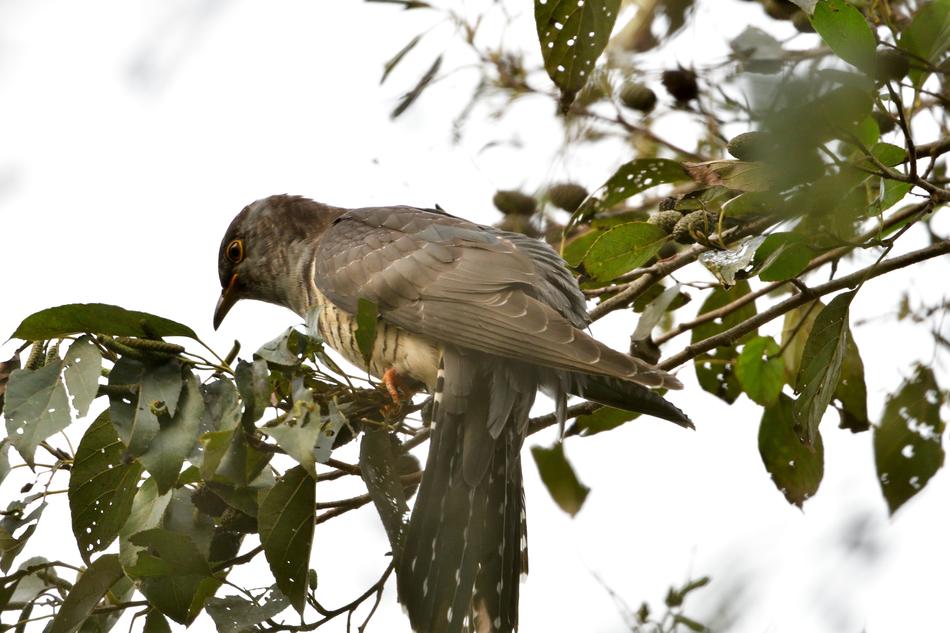 Wood Wild Bird