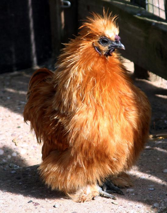 Hen Small Rousse