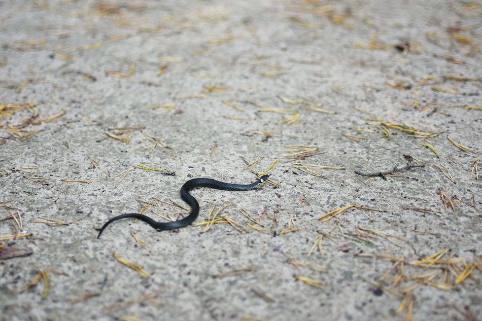 Grass Snake Little