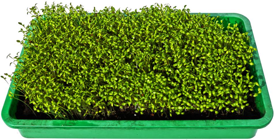 green beautiful sprouts in a pot