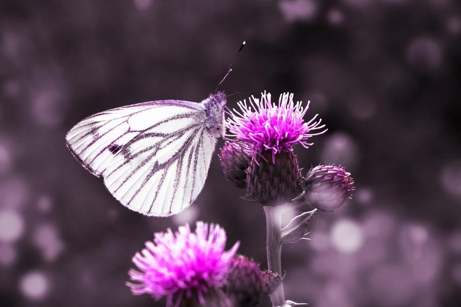 Butterfly Away Animal
