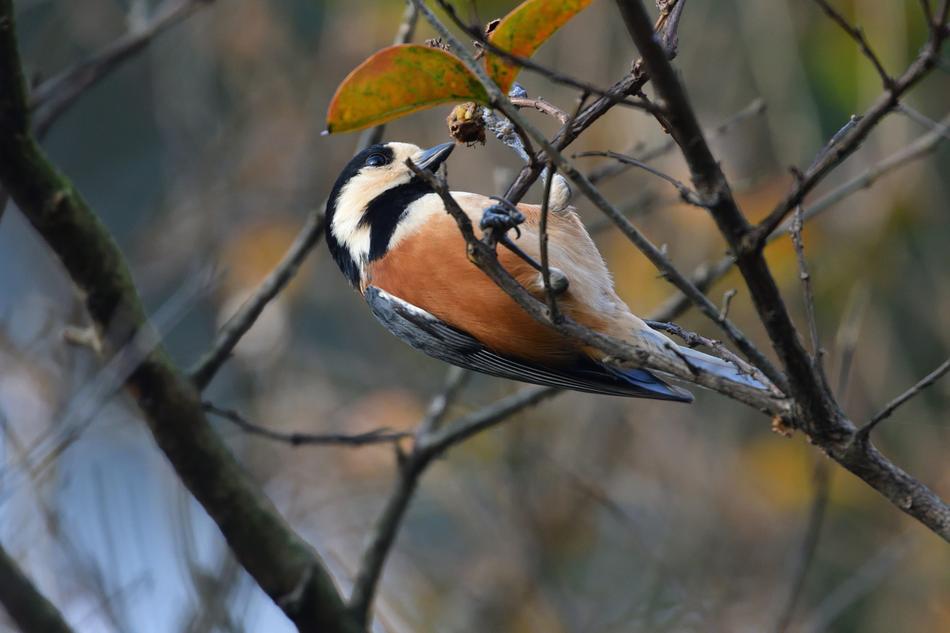 Bird Wild Animals Natural