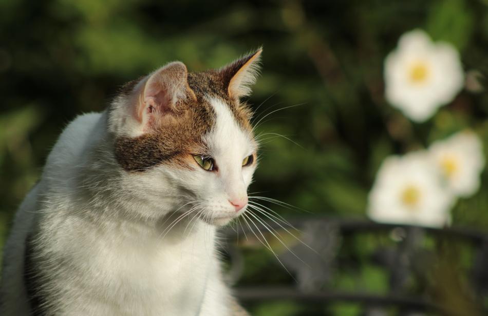 Cats Pet macro blur