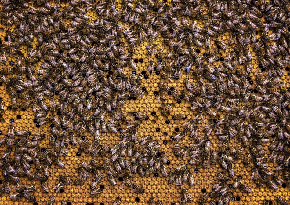 Beehive Bee Honeycomb