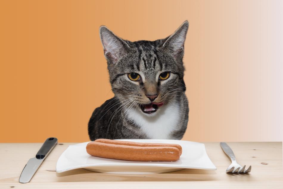 hungry Cat looks at Sausage on table