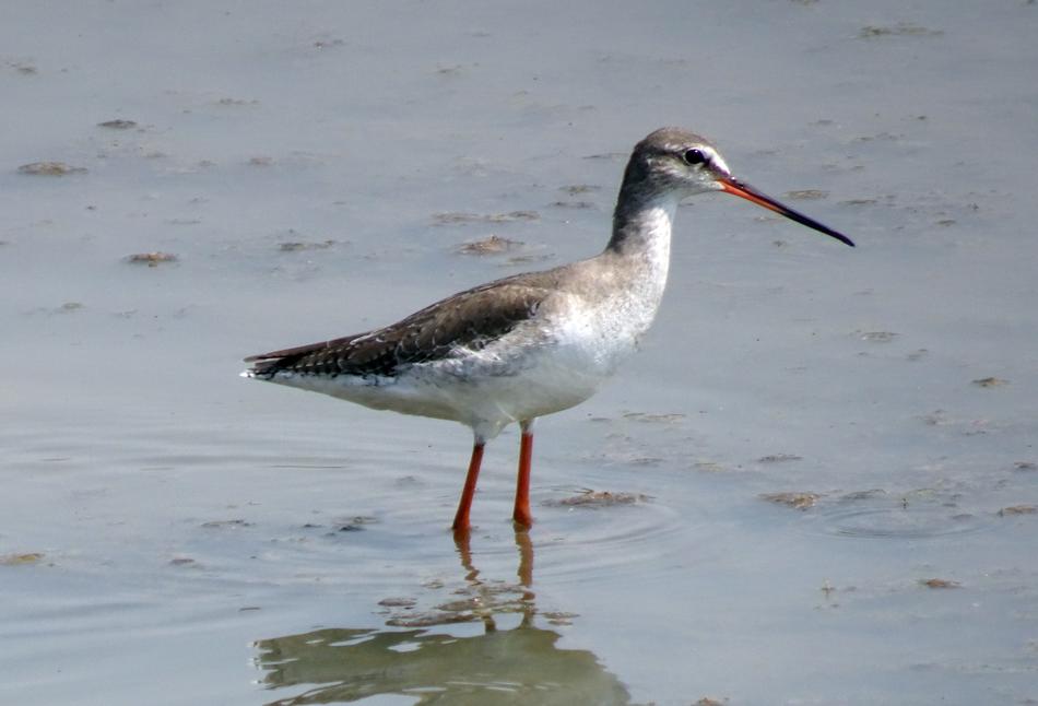 Wader stands in water, Spotted Redshank, Tringa erythropus