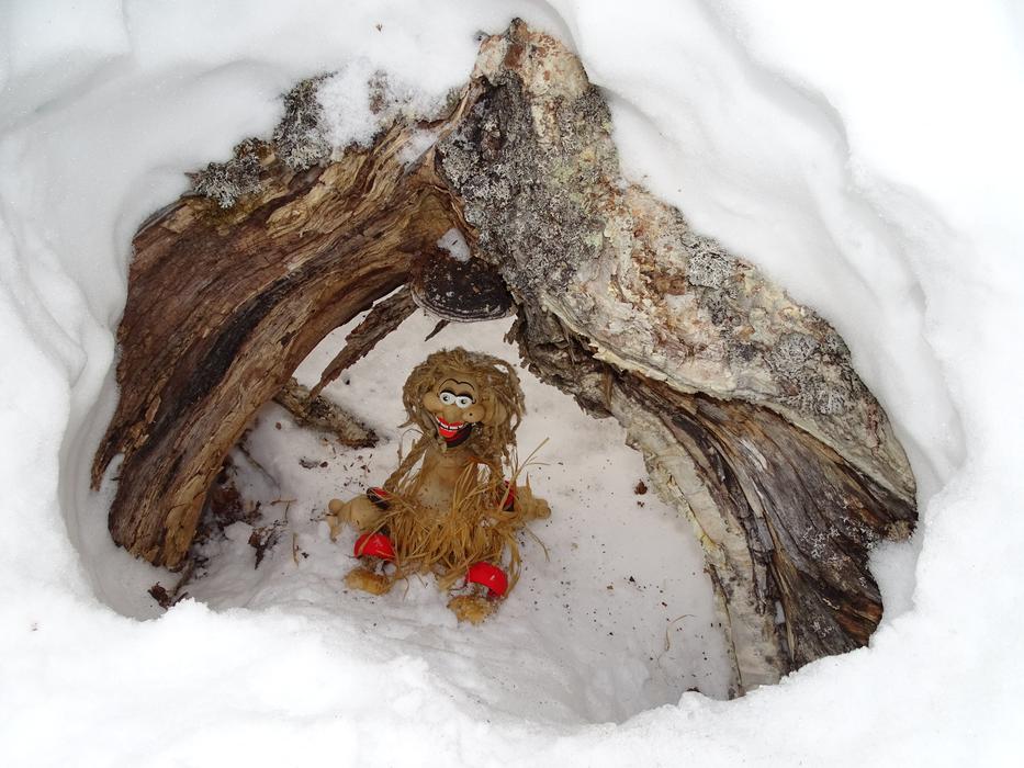 Close-up of the Papuan baby doll among the wood and snow