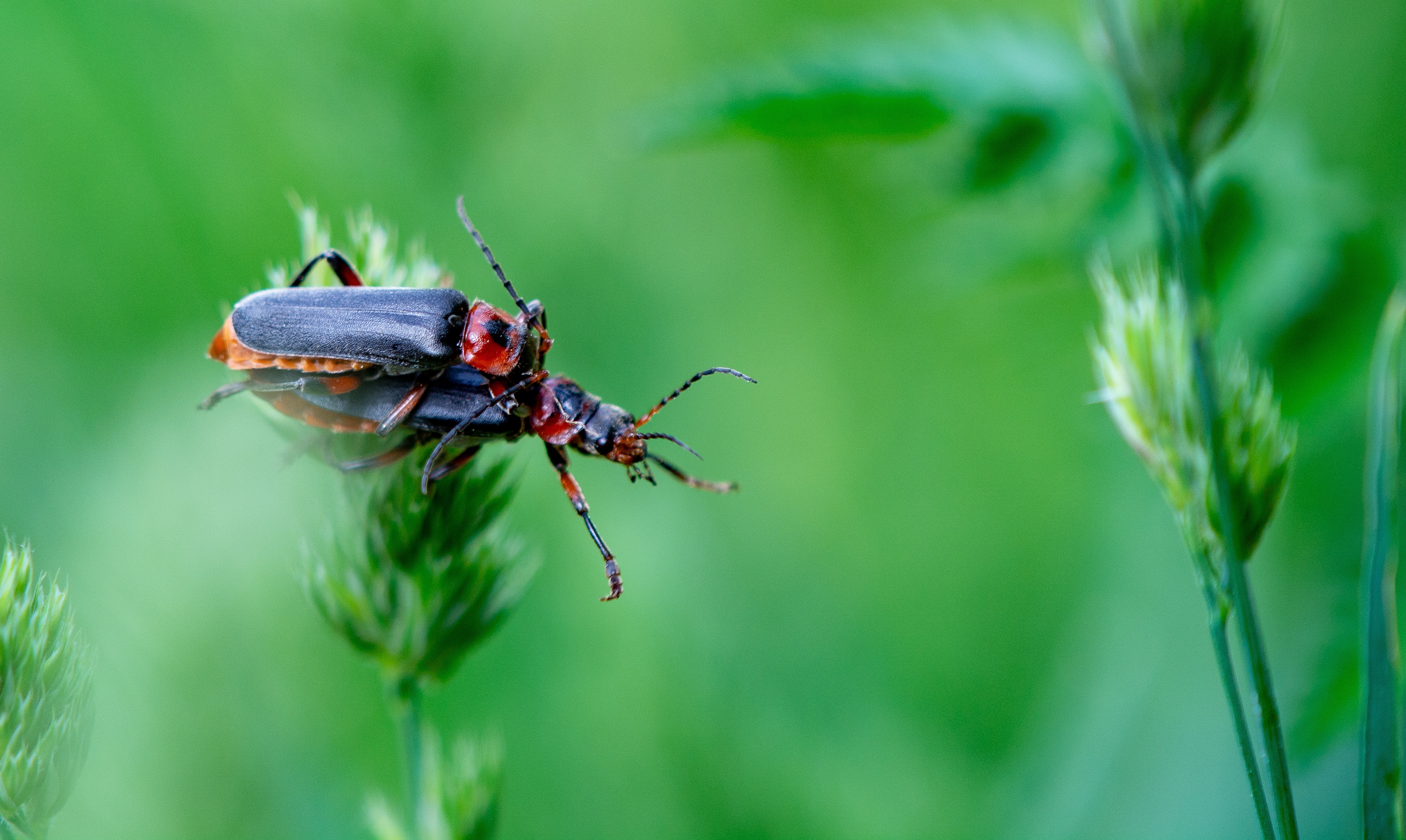 Beetle Pairing Insect free image download