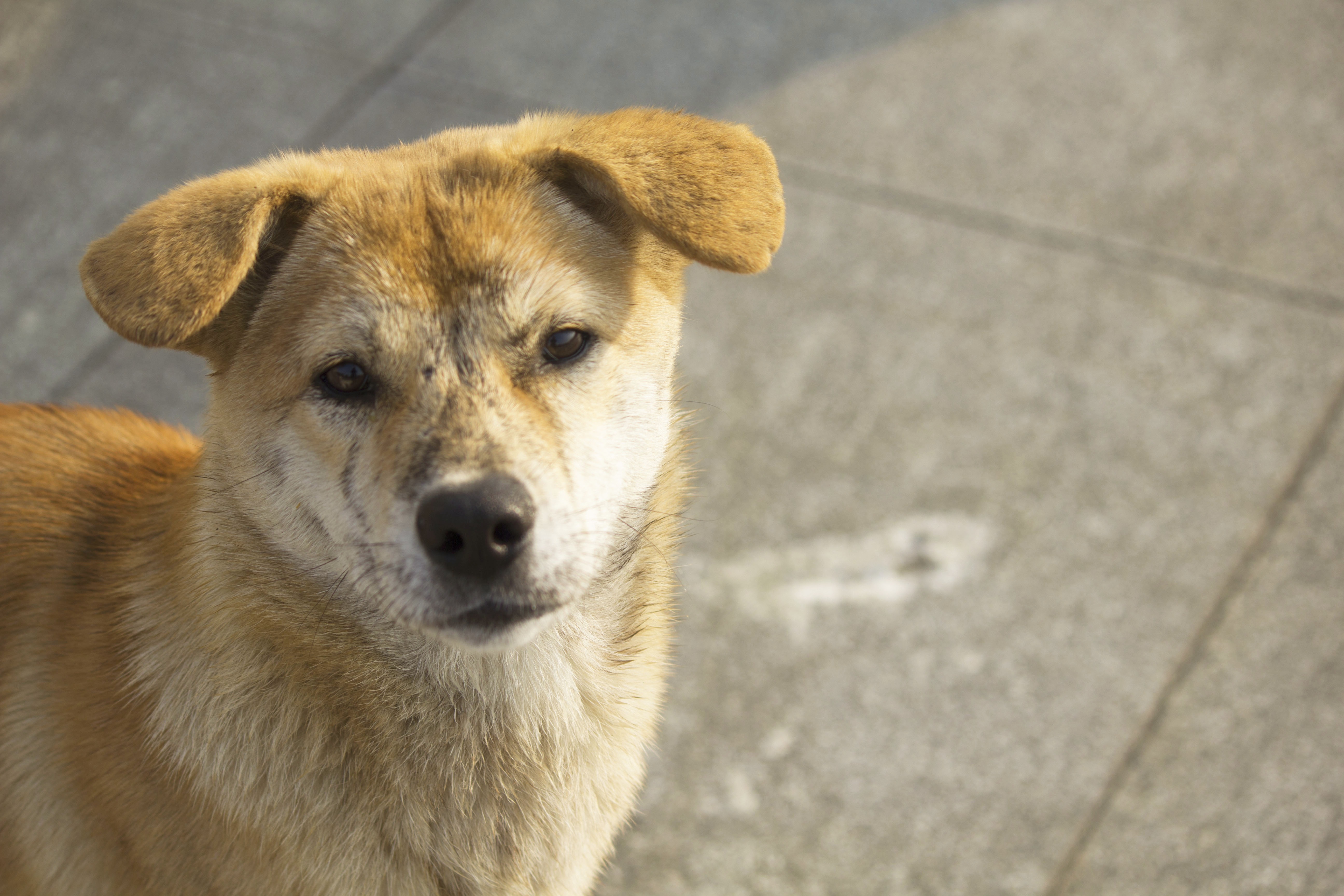 Angry street dog free image download